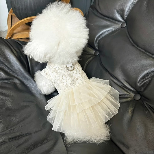 A small white fluffy dog wearing a cream lace and tulle dress, sitting on a black leather sofa.
