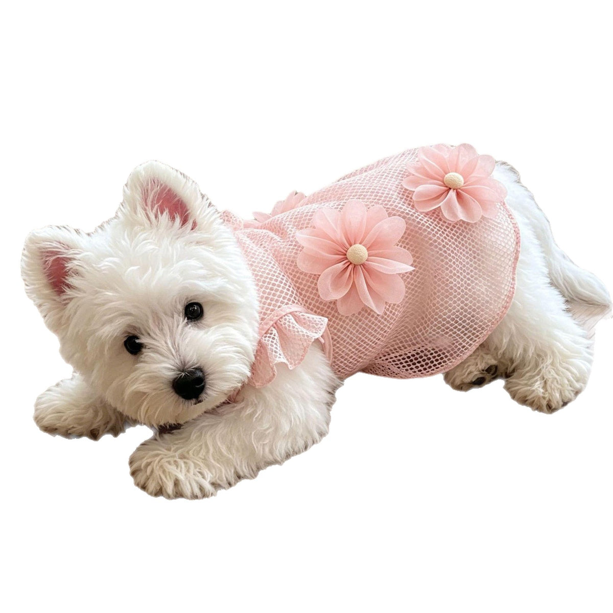 A small white dog wearing a pink mesh pet dress with large fabric flowers, photographed on a plain white background.