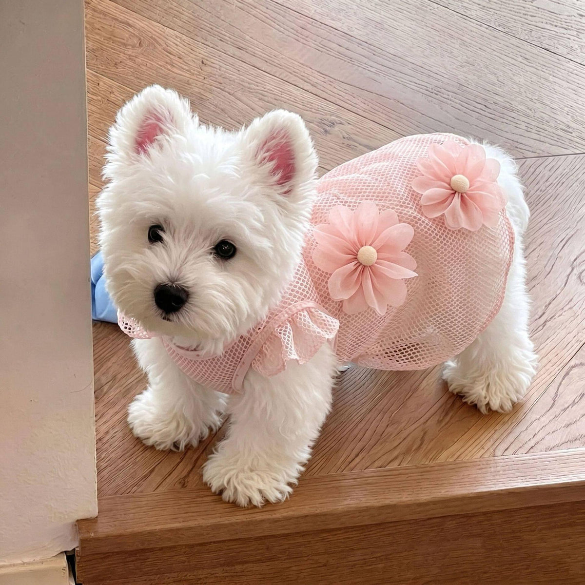 A small white dog wearing a pink mesh pet dress with large flower appliqués, standing on a wooden floor indoors.