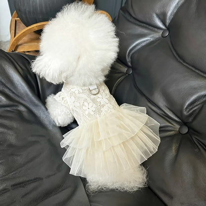 A small white fluffy dog wearing a cream lace and tulle dress, sitting on a black leather sofa.