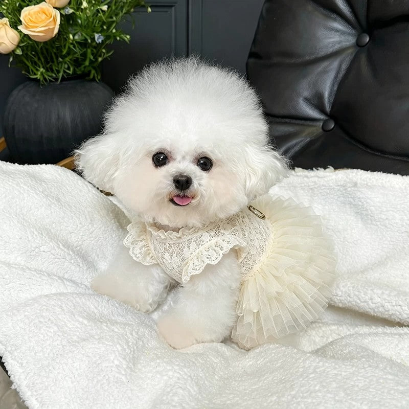 A small white fluffy dog wearing a cream lace-trimmed pet dress with a tulle skirt, sitting on a white blanket in front of a black leather chair.