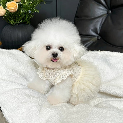 A small white fluffy dog wearing a cream lace-trimmed pet dress with a tulle skirt, sitting on a white blanket in front of a black leather chair.