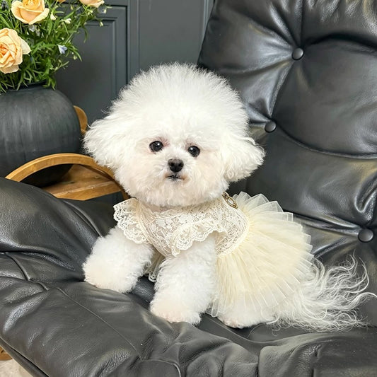 A small white fluffy dog wearing a cream lace-trimmed tulle dress sits on a black leather chair in an indoor setting.